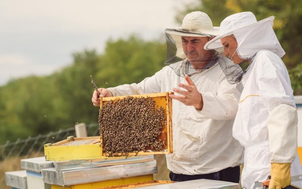Découverte de l'apiculture avec EcoNature & Diane