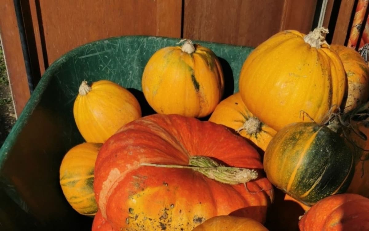 Ferme de Paris la fête de la courge