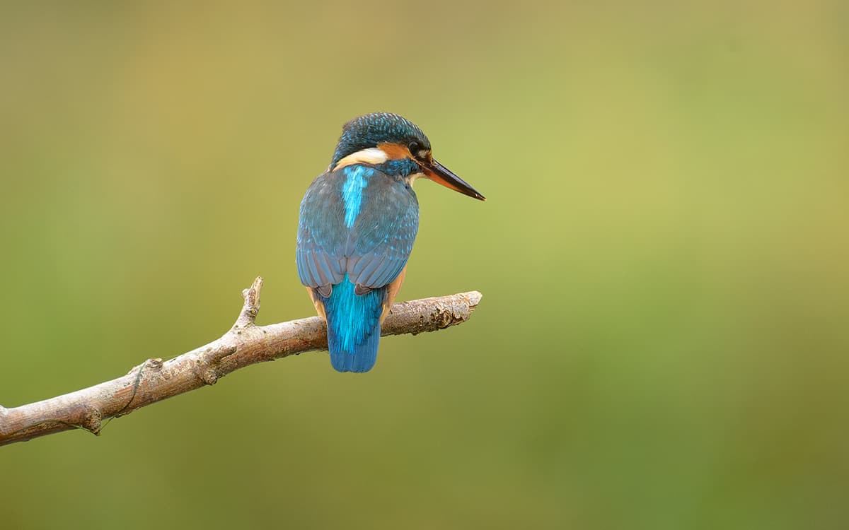 Martin-pêcheur au bois de Vincennes