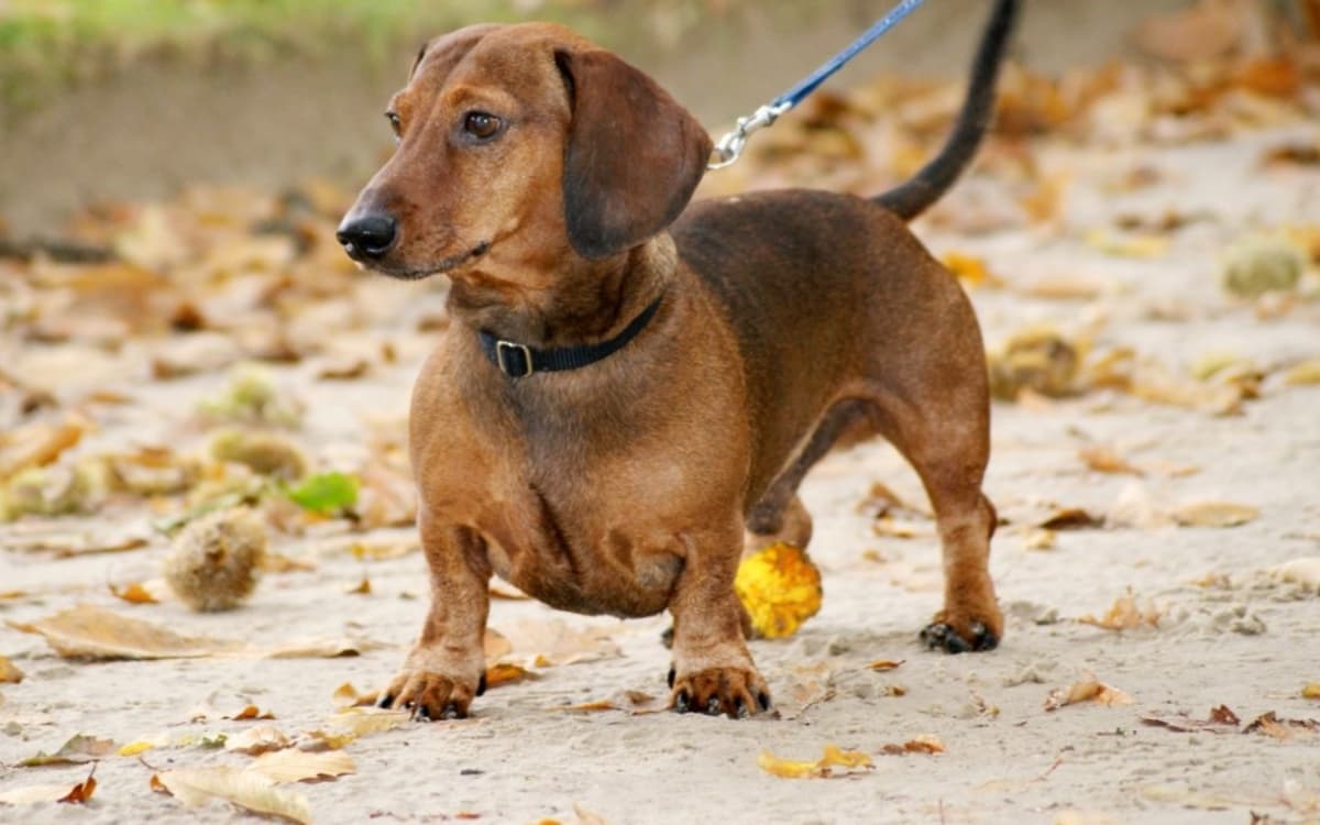 Paris Sausage Walk 2026 : la grande marche des teckels