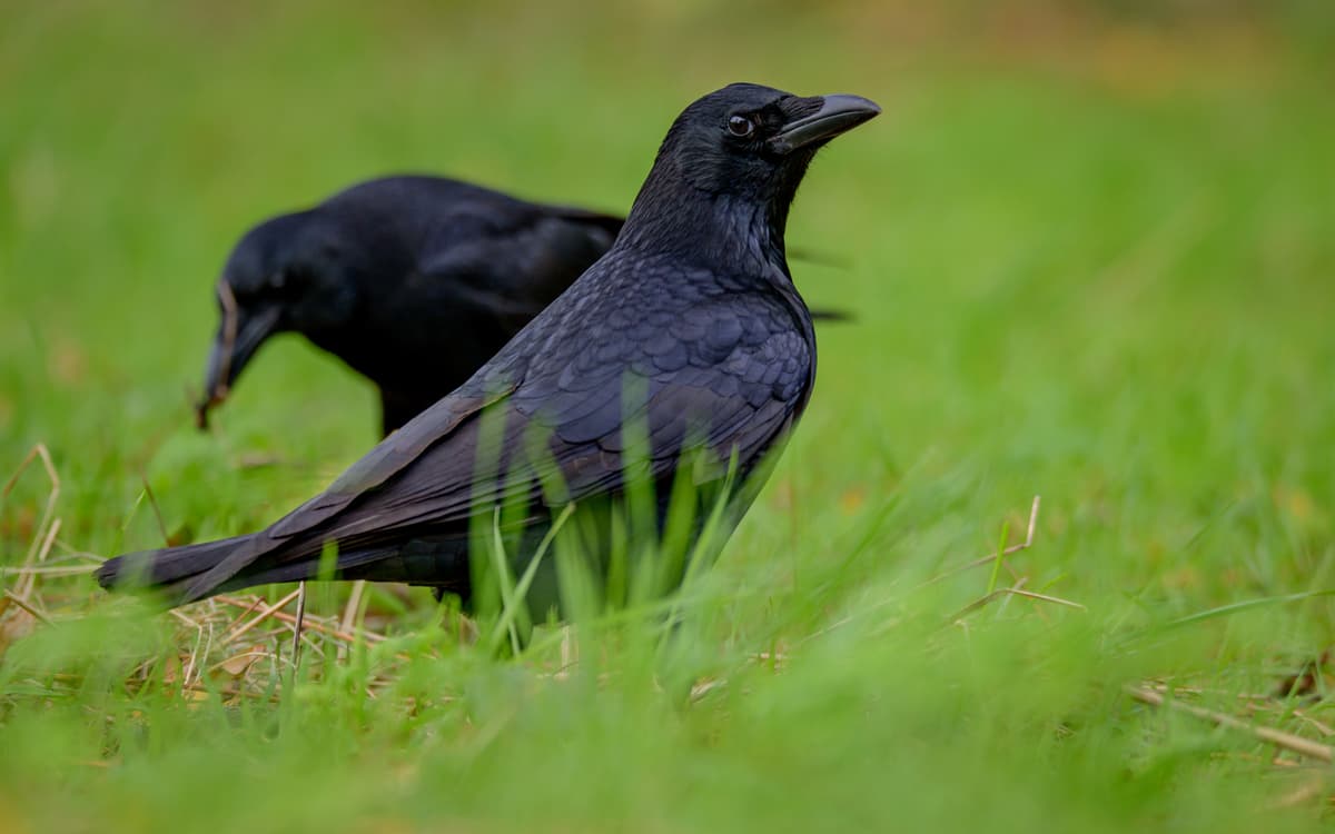 26 08 Mal aimés_Frederic_Combeau_-_Corneille_noire_Corvus_corone