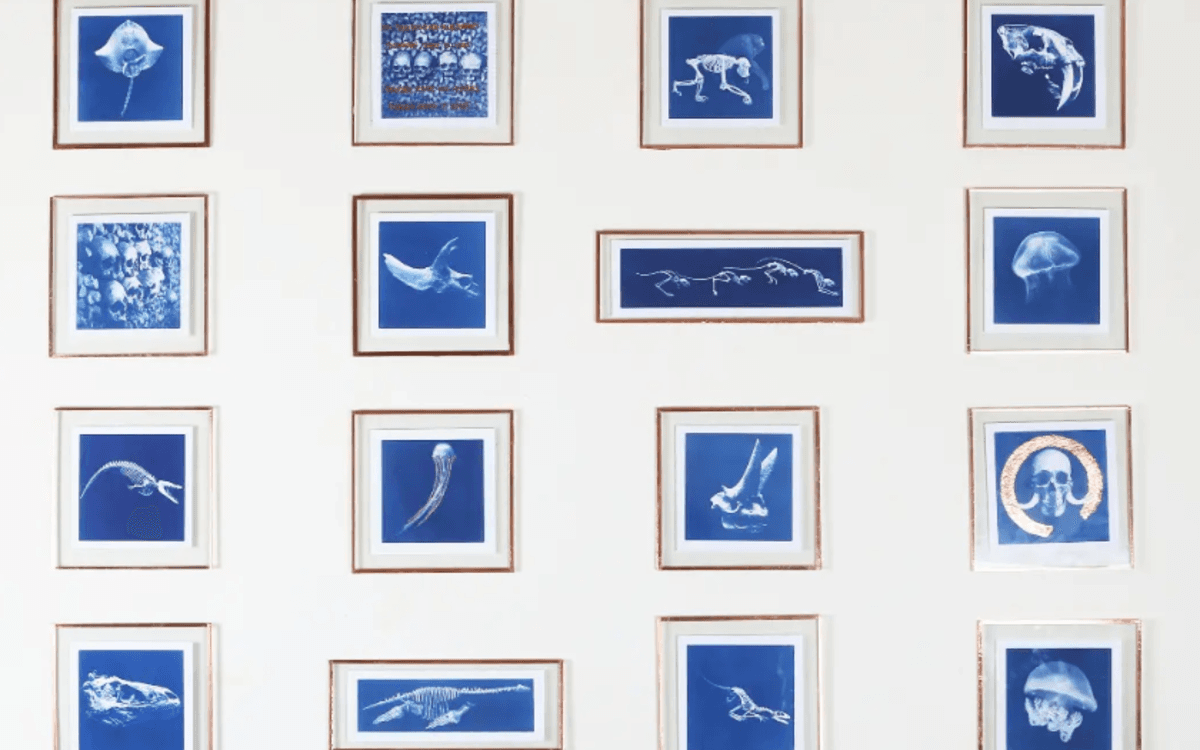 Oeuvres cyanotype de Soraya Meunier