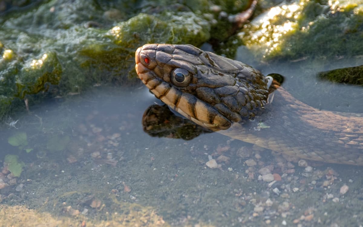 Automne de la science : Quand les serpents nous inspirent