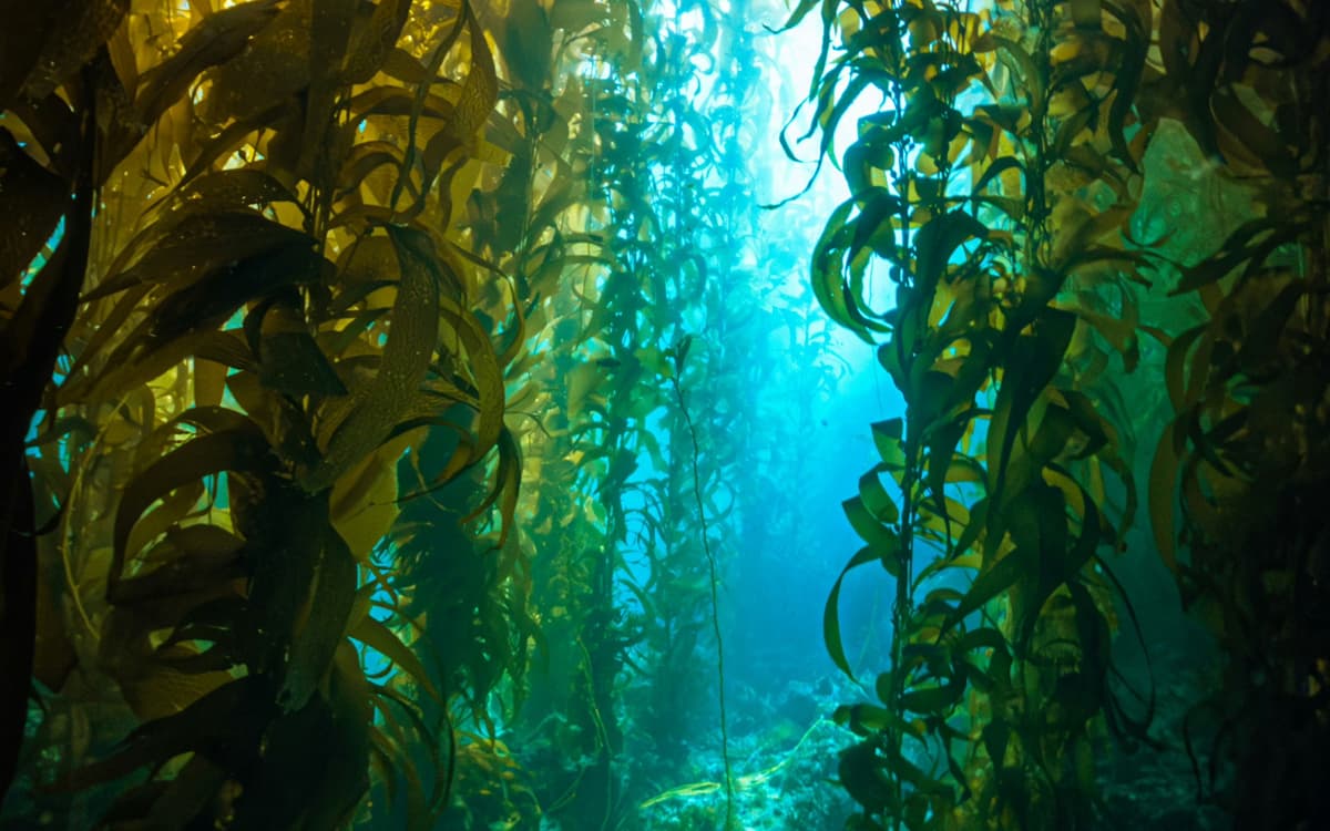 Biodiversité et bioinspiration : que nous apprennent les habitants du monde marin ?