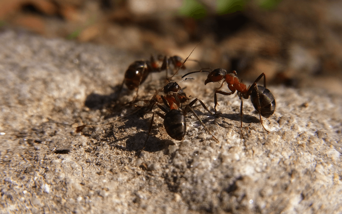 Table ronde : l'entraide dans la nature, des modèles pour notre société ?