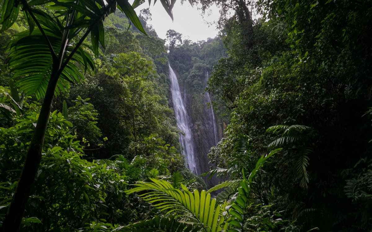 Rencontre : Les sons de la nature