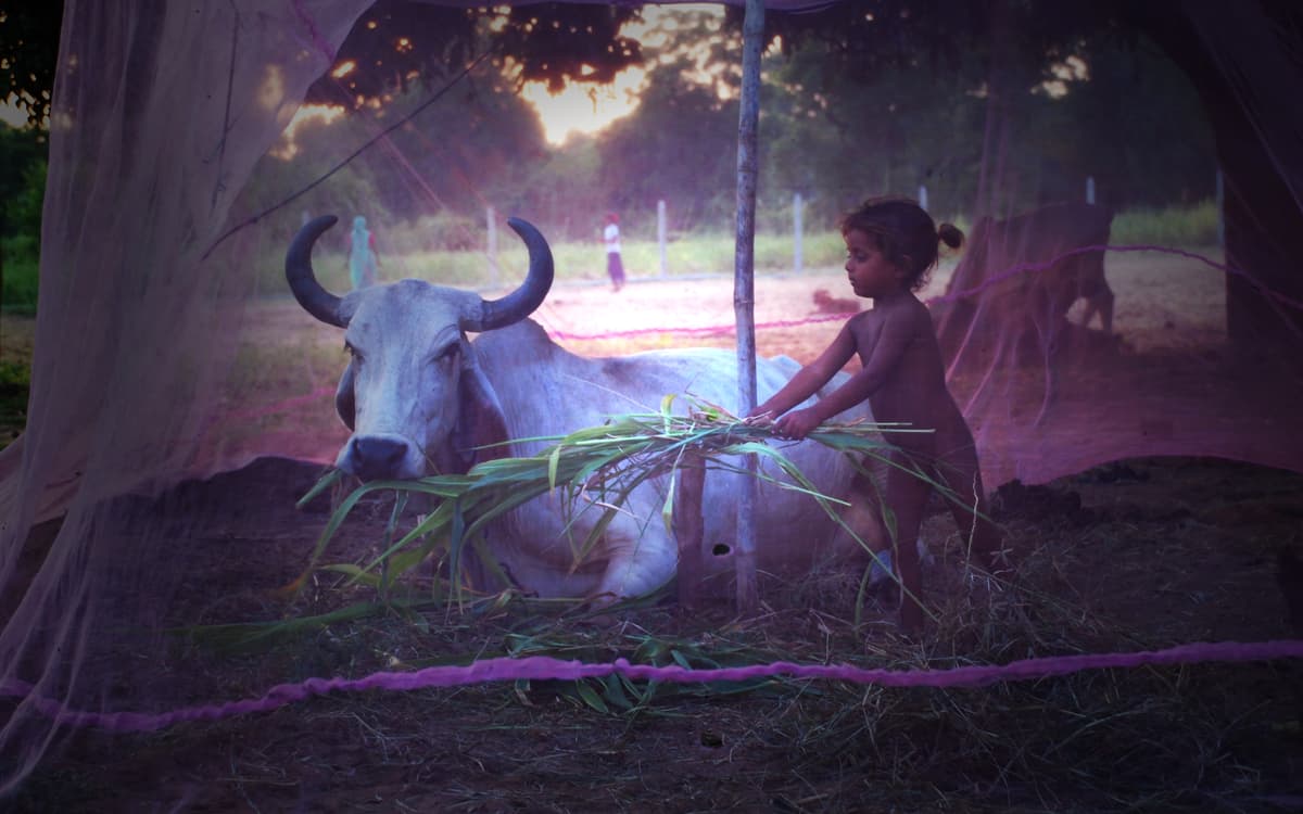 Petite fille et bétail sous la moustiquaire Gujarat, Inde