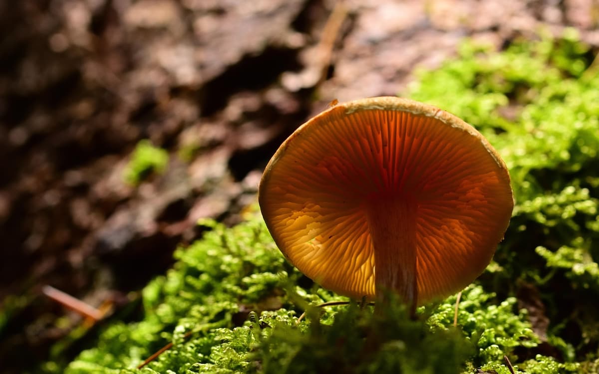 Exposé participatif - 1 chercheur 1 manip : Biopile, carbone et champignon !