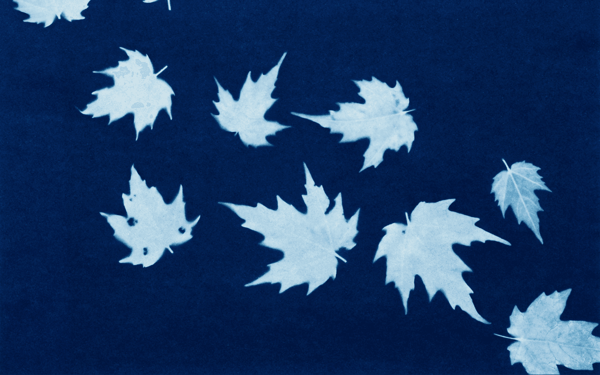 Atelier : initiation au cyanotype