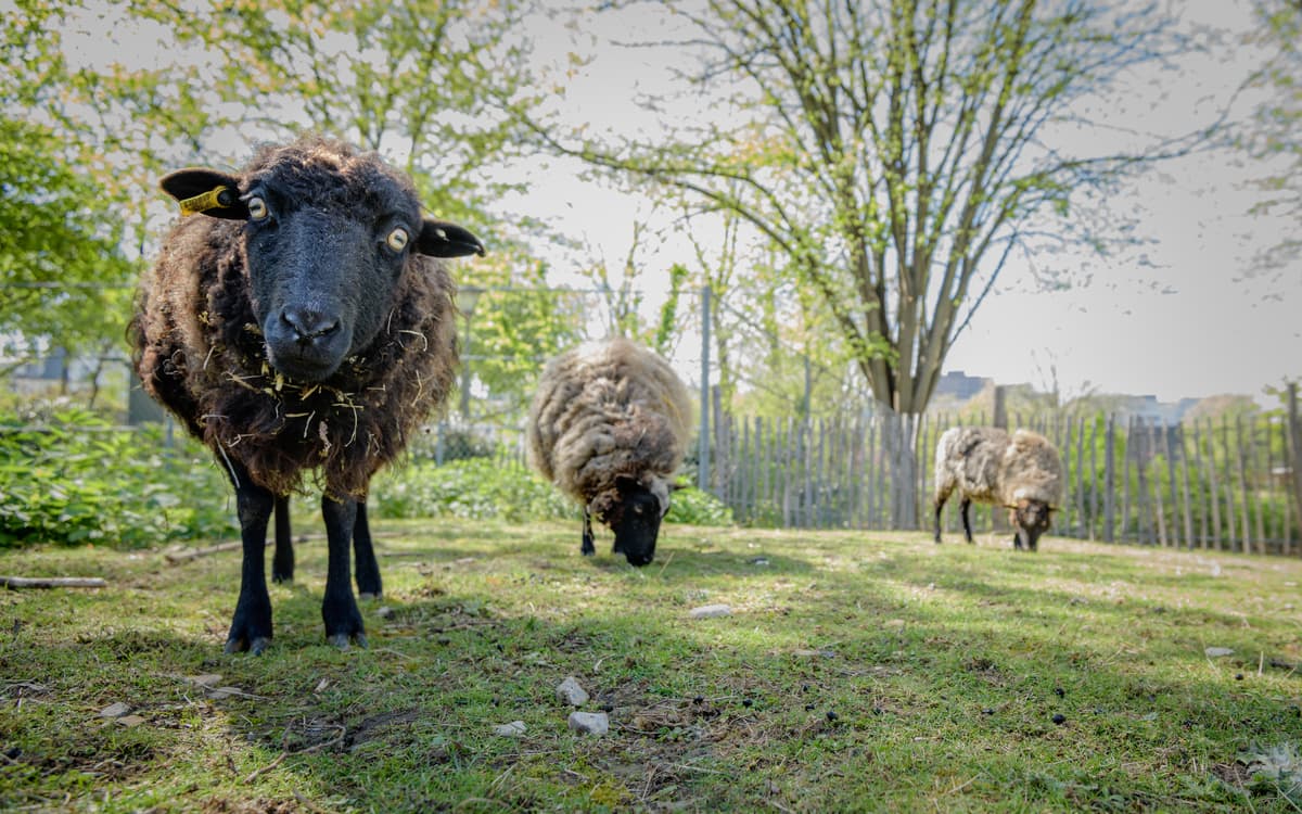 Brebis ferme René Binet