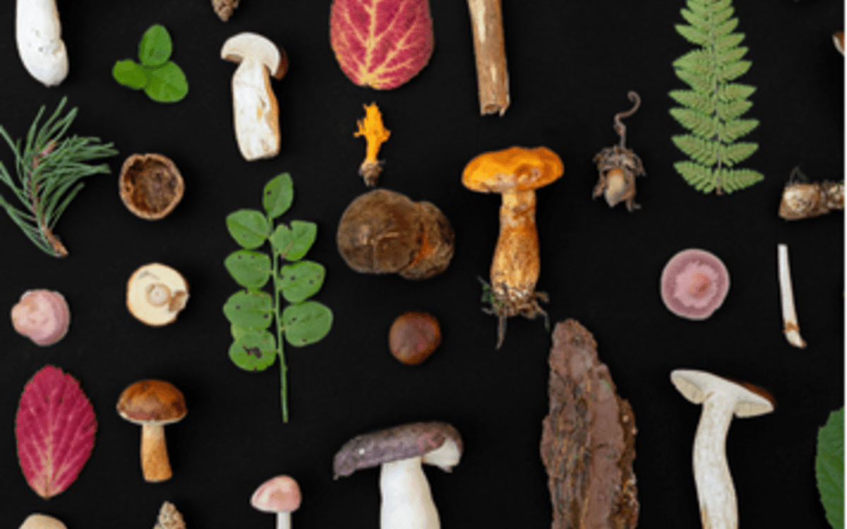 Conférence animation sur les champignons et spectacle d’ombromagie