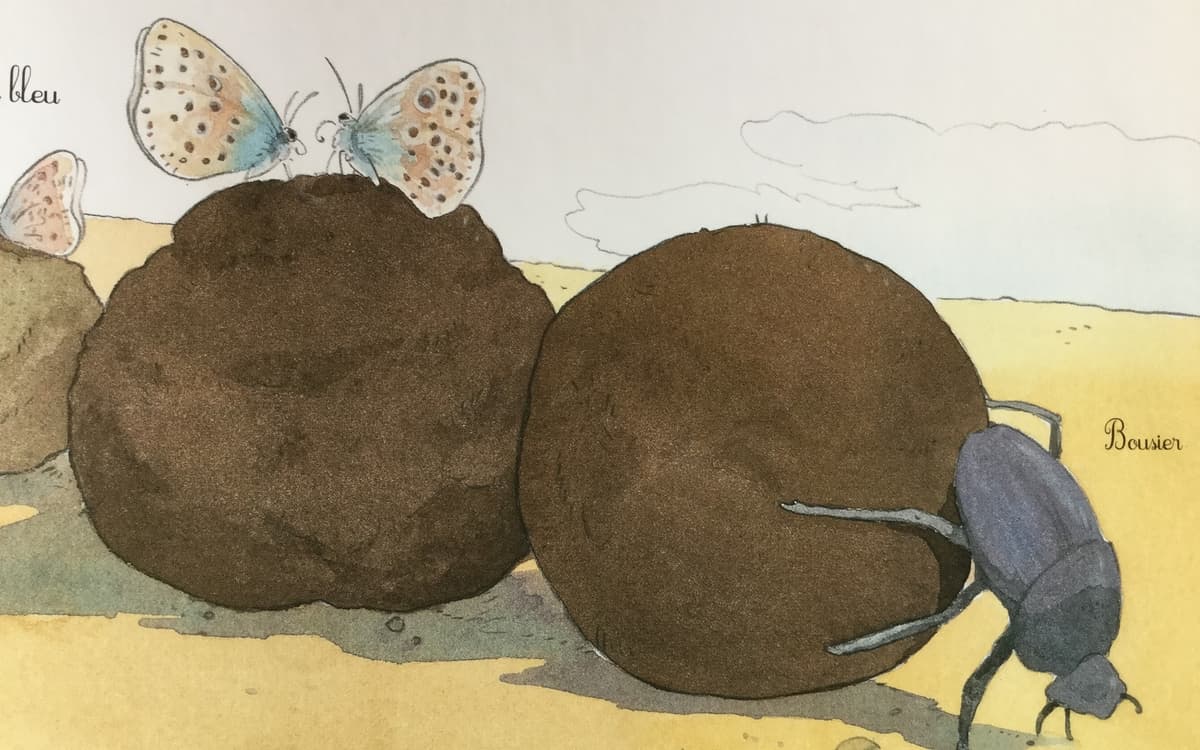 Crottes de bêtes ! Les excréments des animaux.