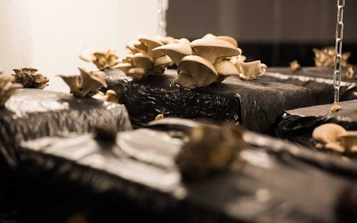 Champignons dans la caverne (parking souterrain) d'un parisculteurs